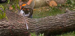 How Our Tree Care Process Works  in  Cloverdale, IN