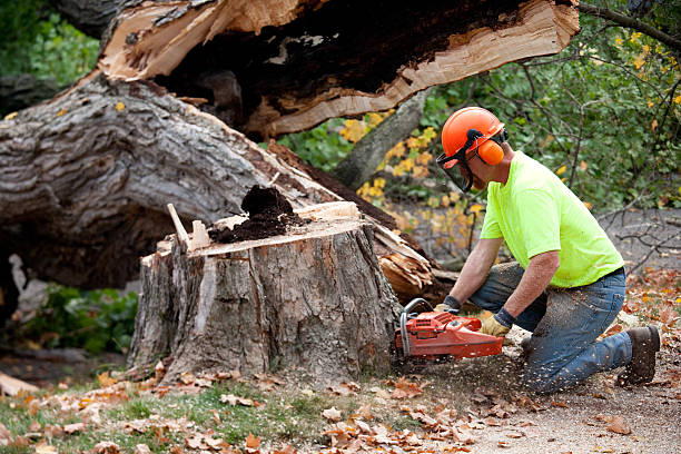 Best Tree Removal  in Cloverdale, IN